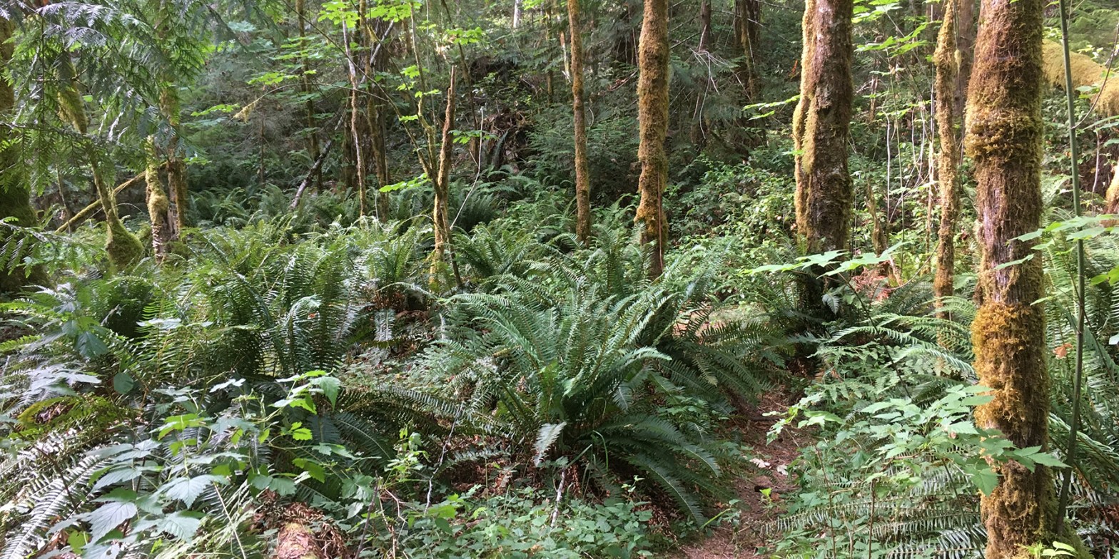 Sproat Lake, Port Alberni, hiking trails, and running trails, Vancouver Island