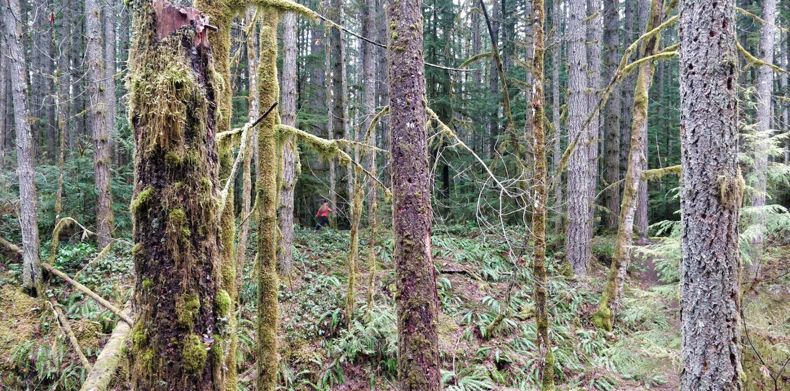 woman trail running or hiking in forest