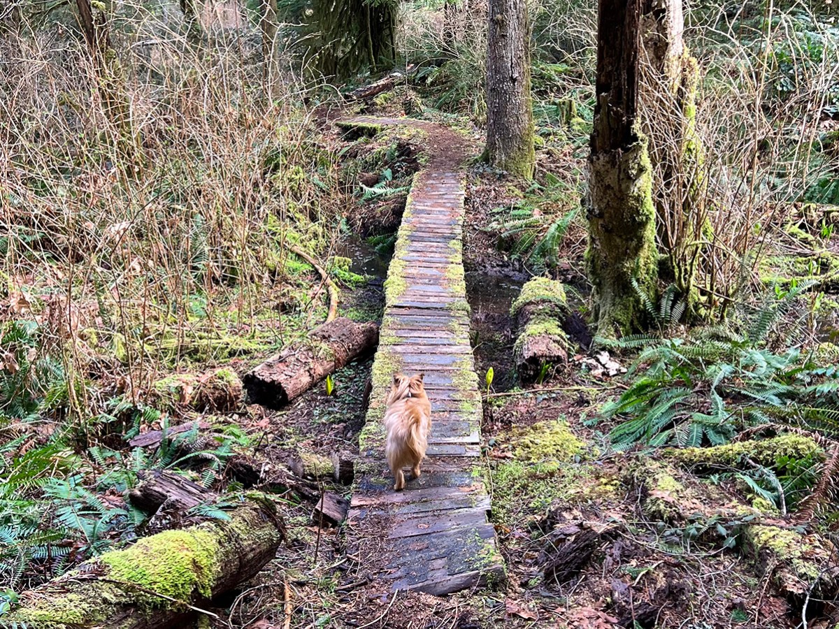 Training while injured: To run or not to&nbsp;run